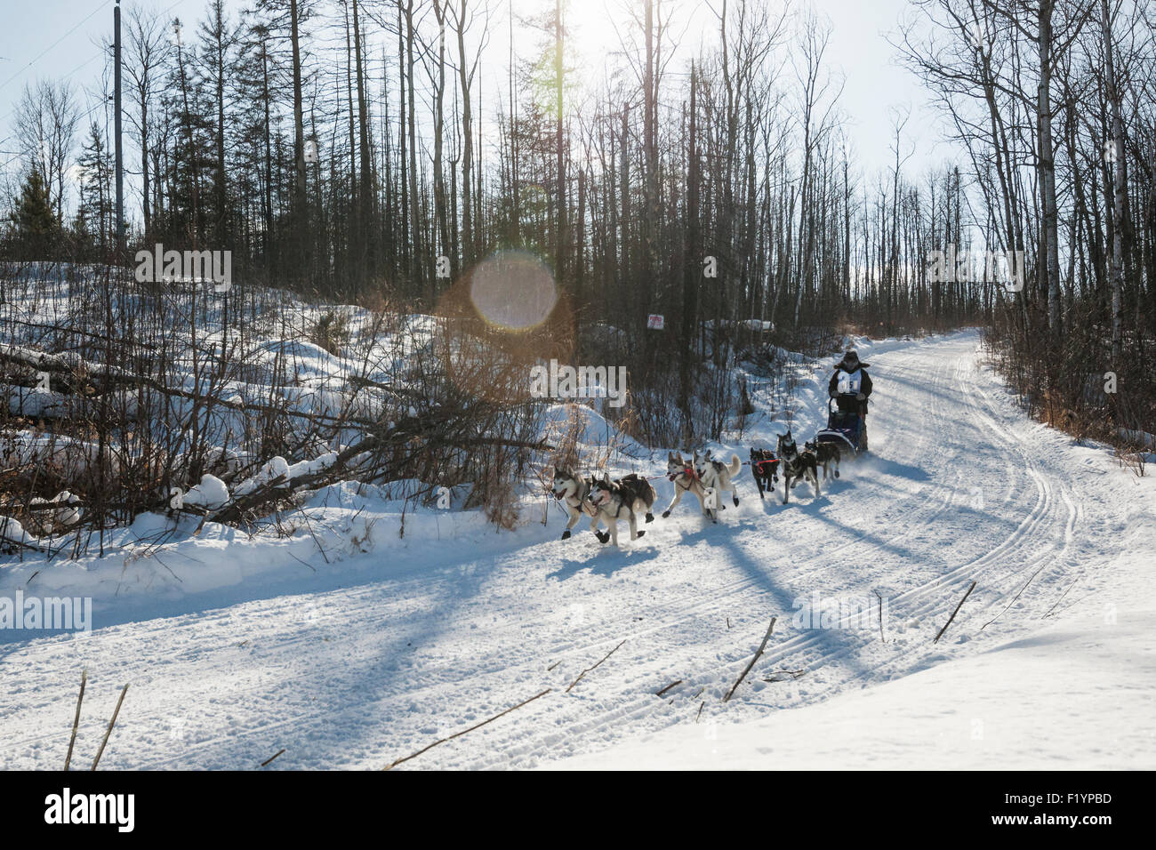 Musher leads his team of husky dogs down a snowy hill during the annual Wolf Track Classic sled dog race, Ely, MN, USA Stock Photo
