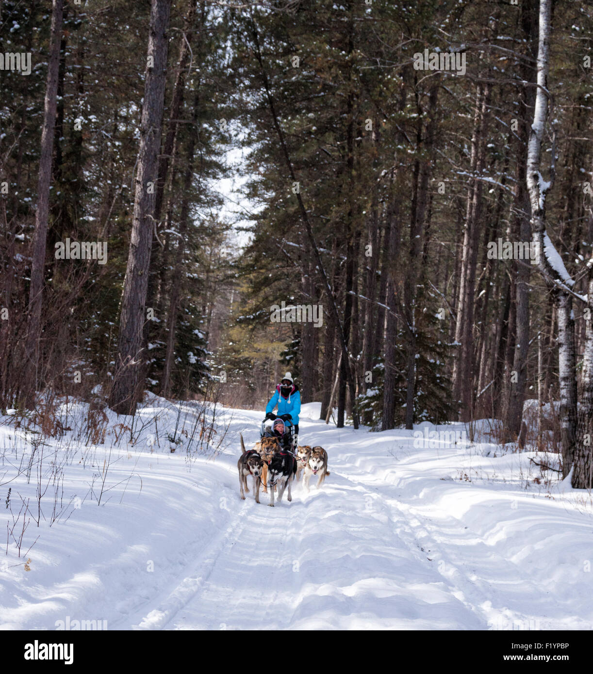 Woman leads a team of huskies dog sledding through snow, Ely, Minnesota, USA Stock Photo
