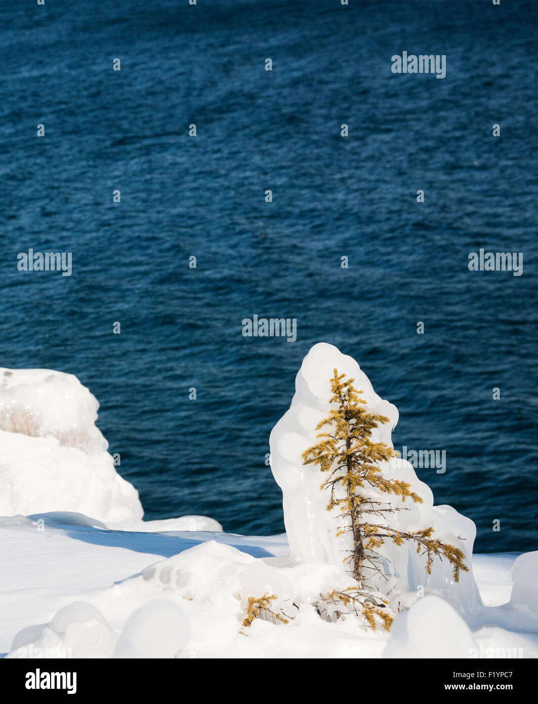 Frozen forest along Lake Superior in the winter after a 15 ft wave crashed into a cliff and the icy water instantly froze Stock Photo