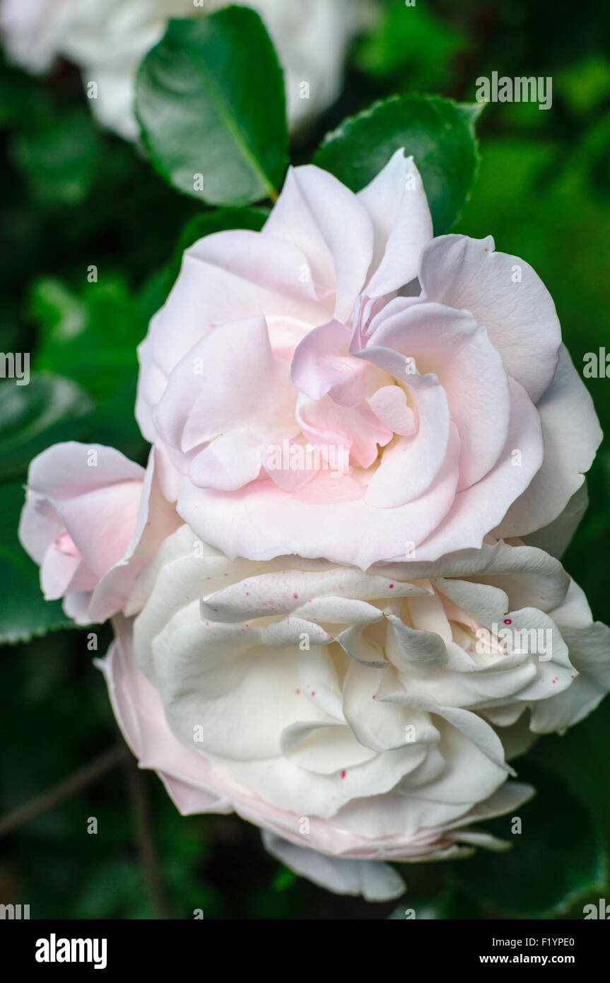 Pale pink and white roses flowers closeup Stock Photo