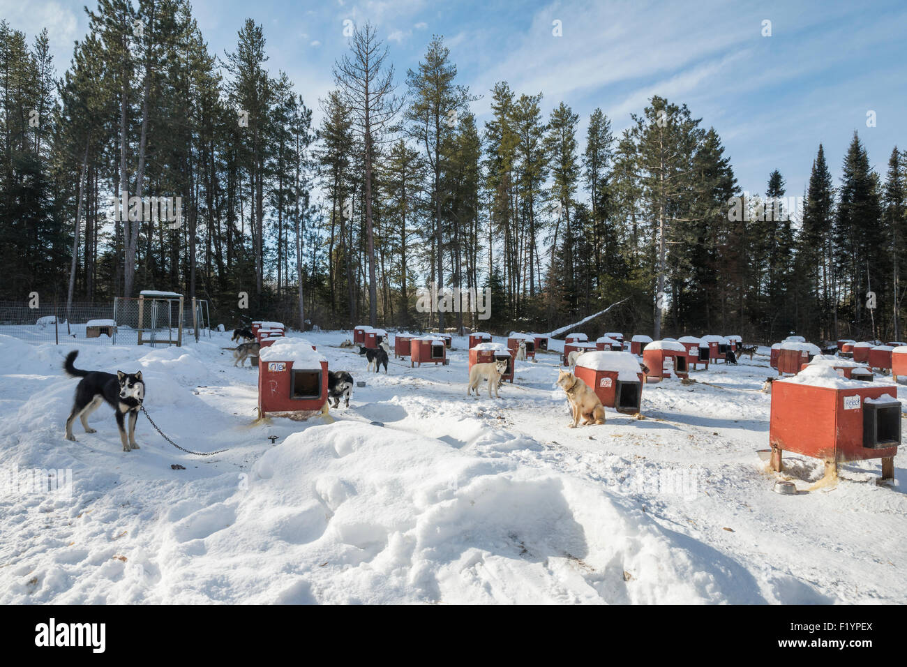 Husky dogs outside their red dog houses at a dog sledding kennel, Ely
