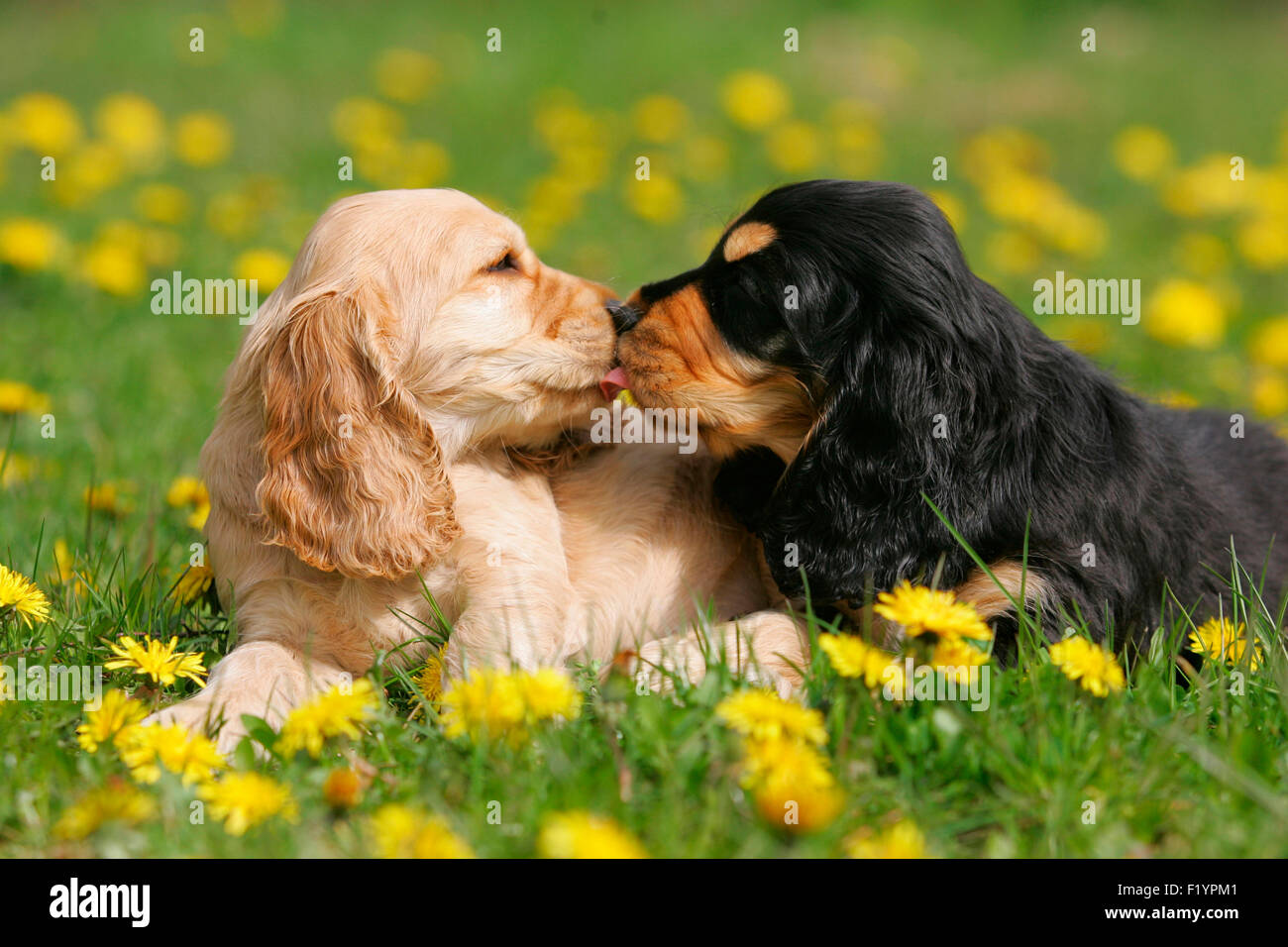 English Cocker Spaniel Two puppies lying flowering meadow licking each others snout Germany Stock Photo