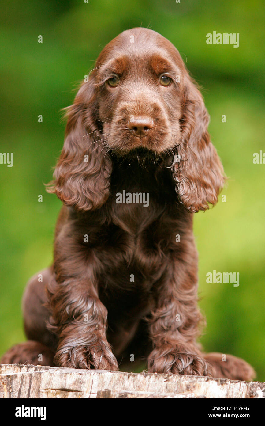 English Cocker Spaniel Brown puppy sitting tree stump Germany Stock Photo -  Alamy