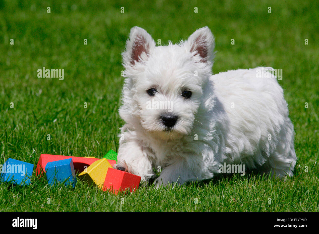 West Highland Terrier Westie Puppy multicoloured building blocks lawn Germany Stock Photo
