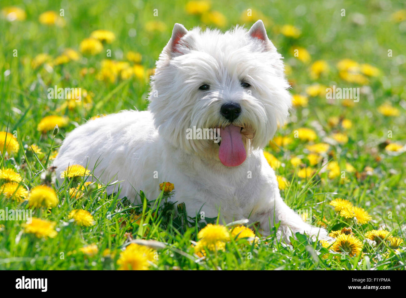 West Highland Terrier Westie Adult lying meadow flowering dandelion Germany Stock Photo Alamy