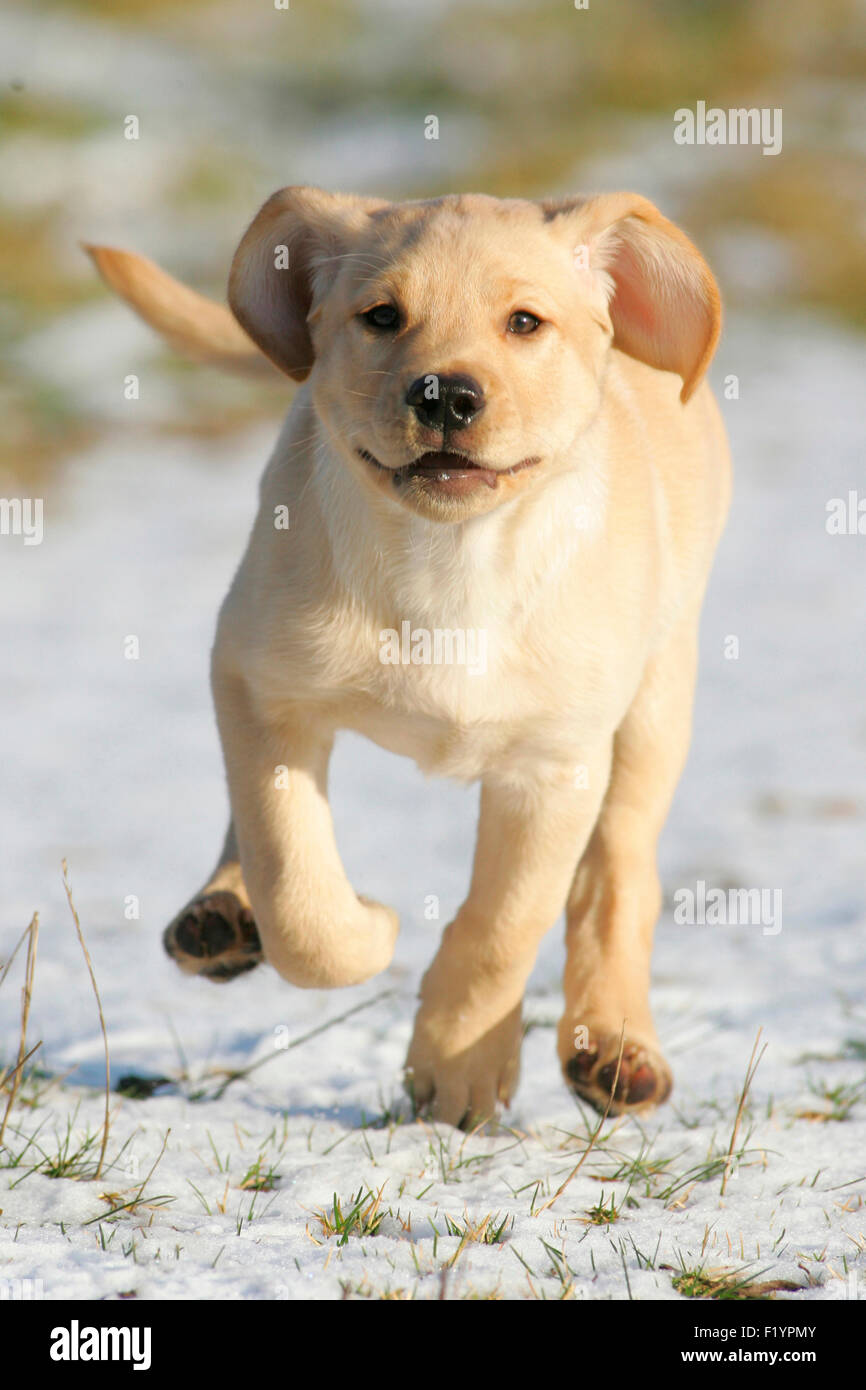 Labrador Retriever Yellow puppy running snow towards camera Germany