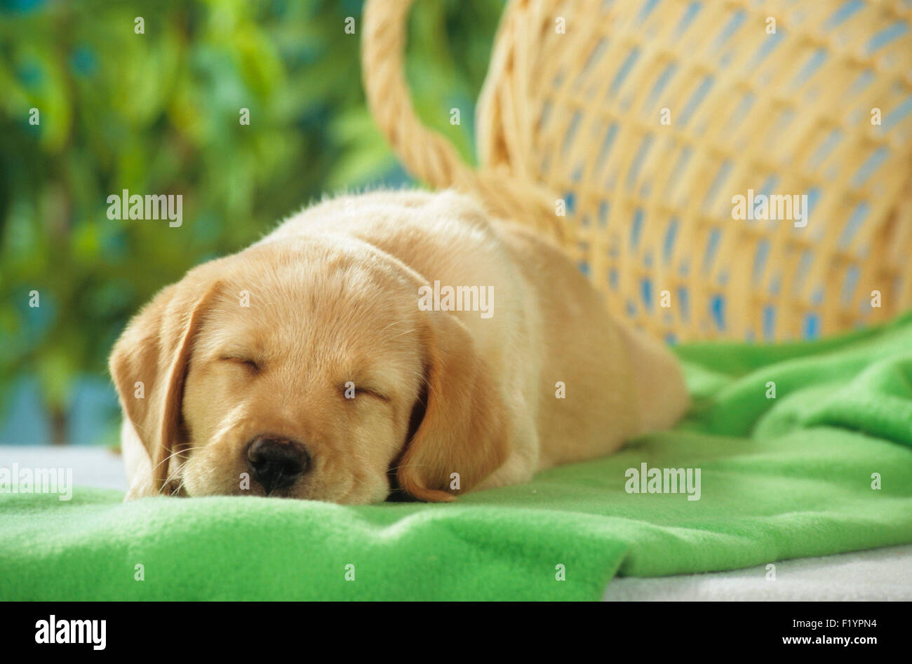 Labrador Retriever Puppy sleeping green blanket next to basket Germany Stock Photo