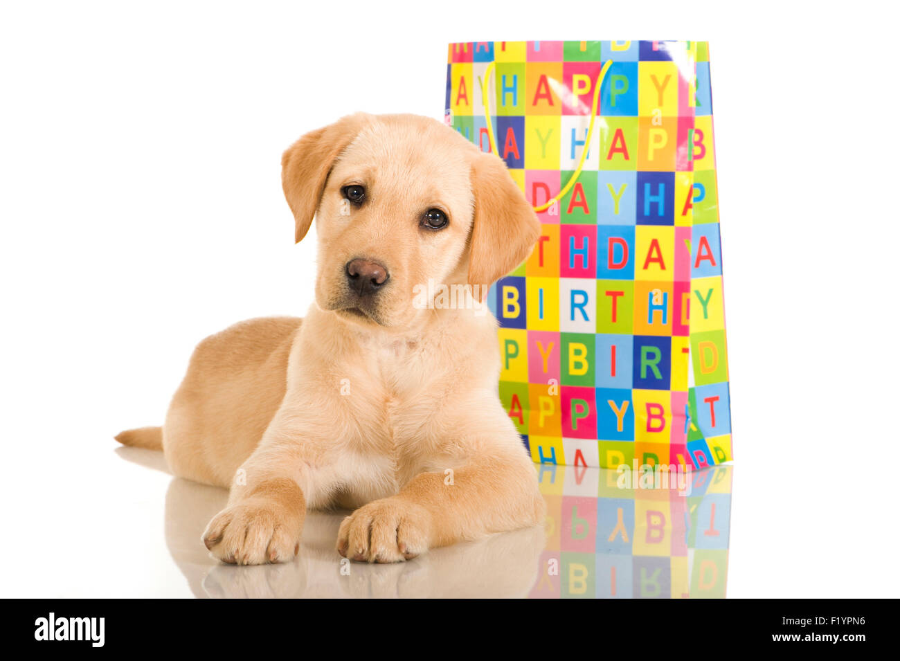 Labrador Retriever Yellow puppy lying next to colourful paper carrier bag imprint Happy Birthday Stock Photo