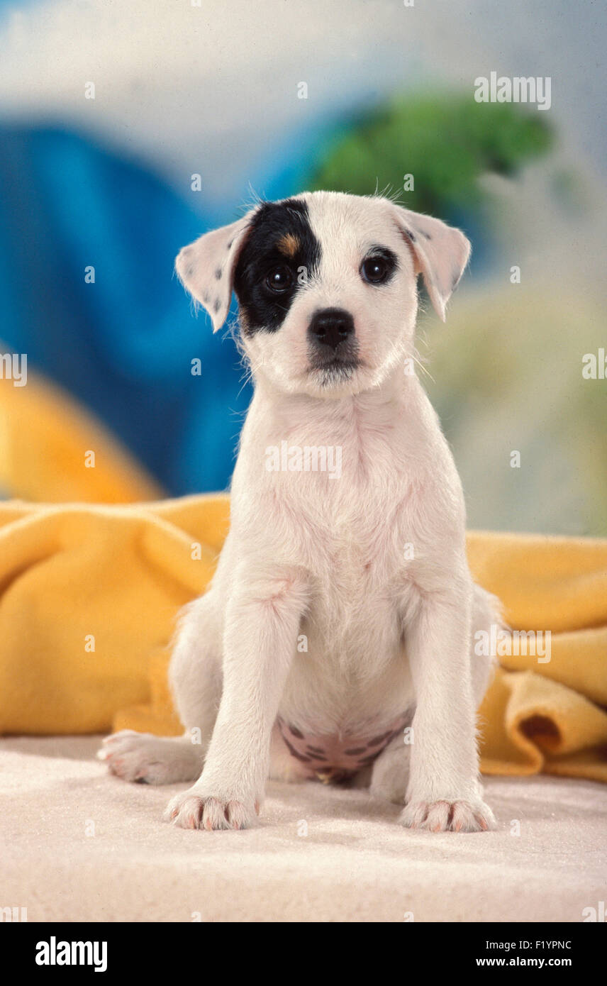 Parson Russell Terrier Puppy sitting blanket Germany Stock Photo