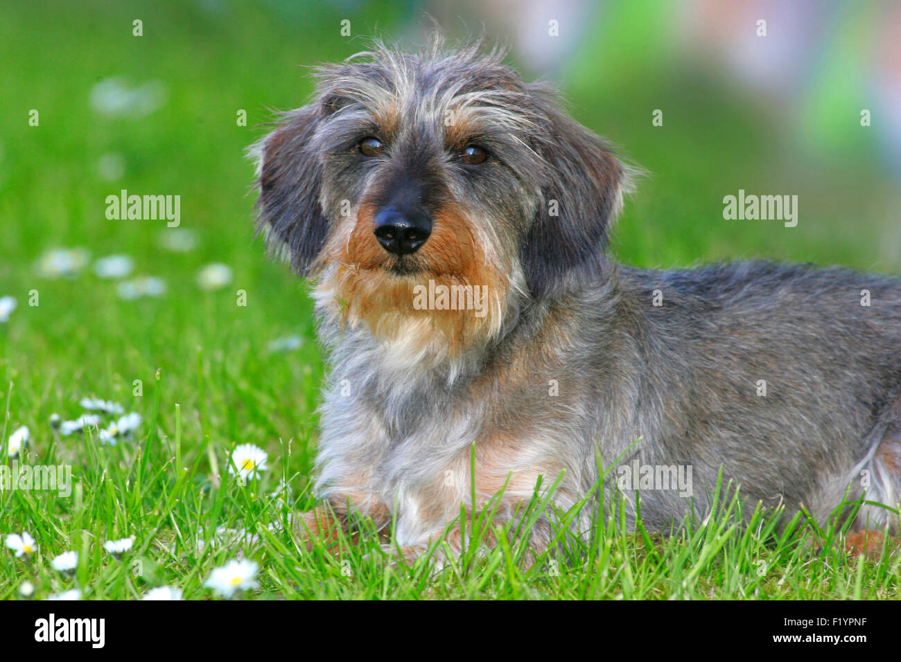 silky wire dachshund