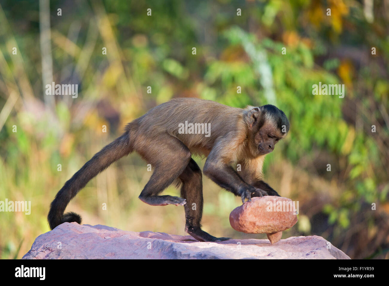 Tufted capuchin monkey (Sapajus apella), AKA macaco-prego into the wild in  Brazil Stock Photo - Alamy