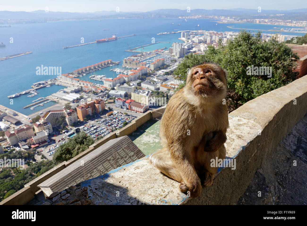Barbary Ape Barbary Macaque (Macaca sylvanus) sitting wall at Gibraltar Stock Photo