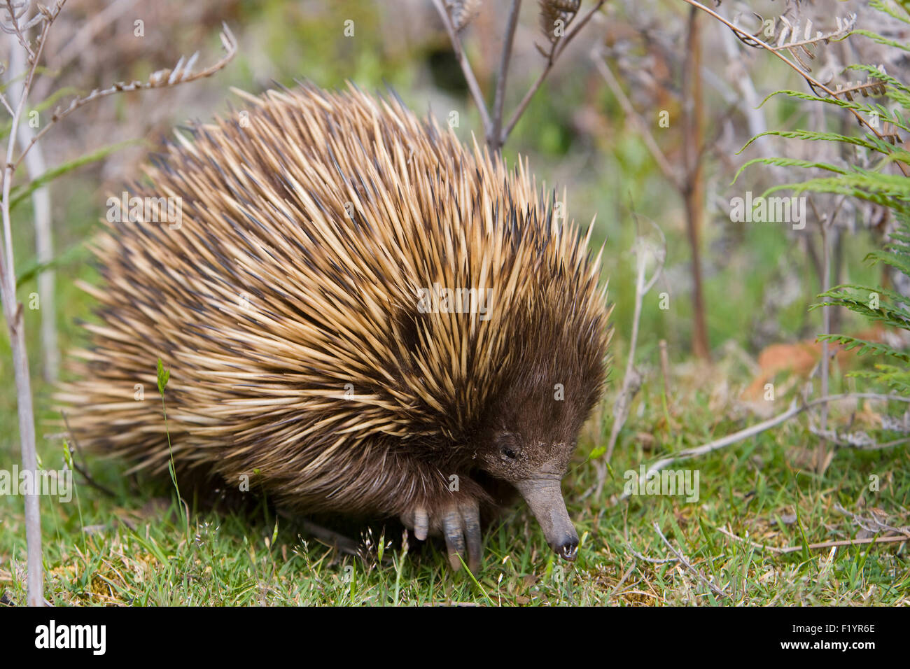 Short-beaked Echidna Spiny Anteater (Tachyglossus aculeatus) Adult ...