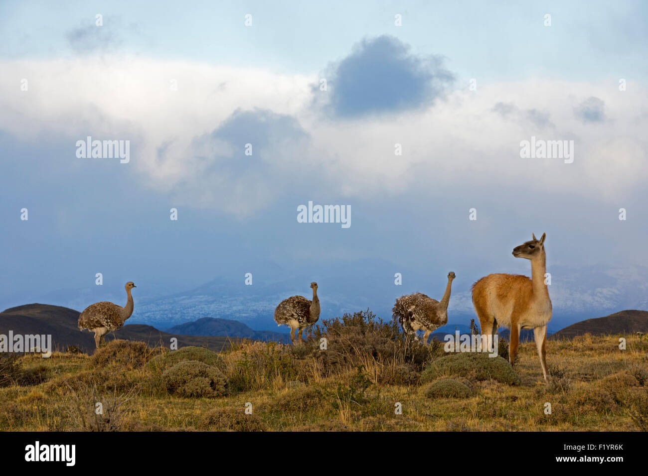 Guanaco (Lama guanicoe) and Darwin's Rheas (Rhea darwinii) at Torres del Paine National Park Chile Stock Photo