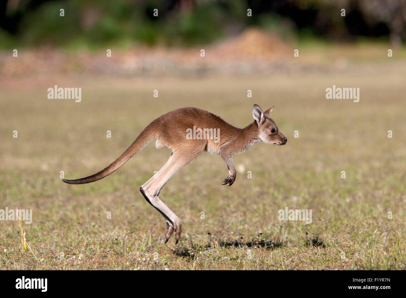 Western Grey Kangaroo (Macropus fuliginosus) Joey hopping Yanchep National Park Australia Stock Photo