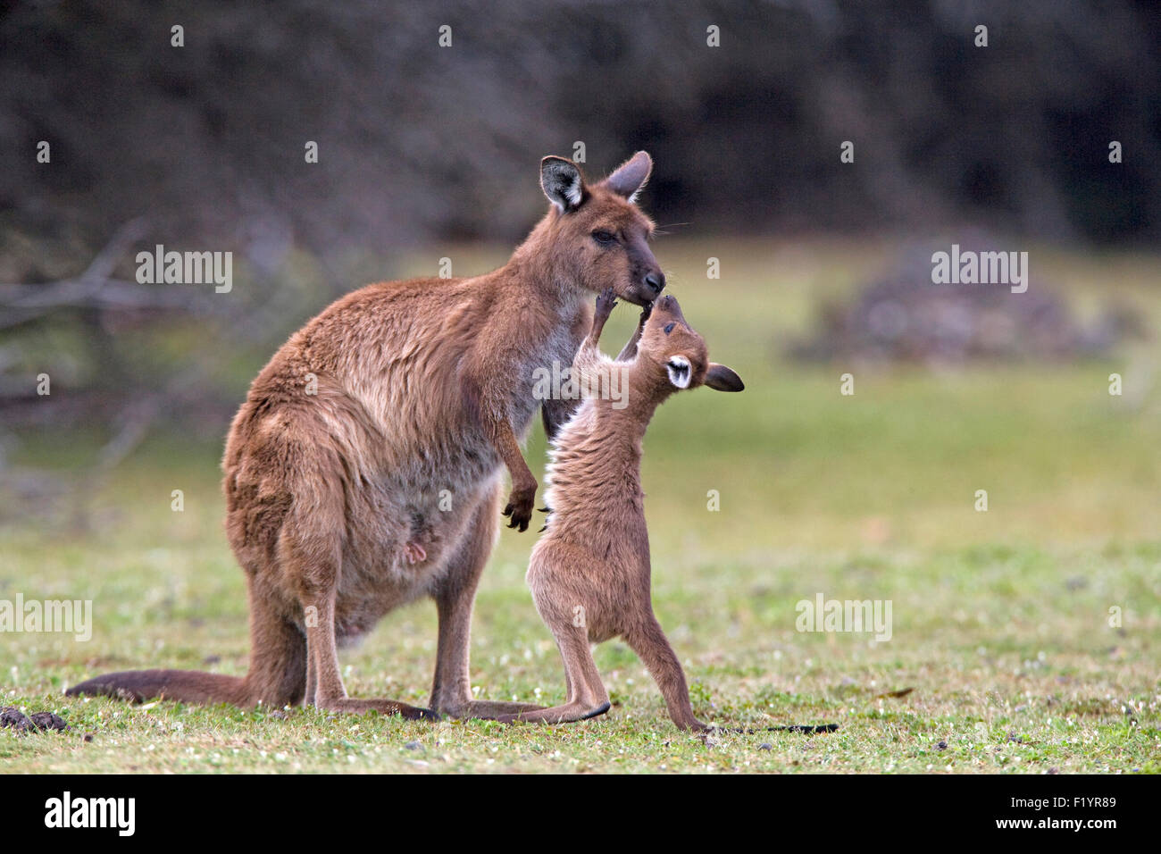 Western Grey Kangaroo (Macropus fuliginosus) Female with joey. Kangaroo Island, Flinders Chase National Park, Australia Stock Photo