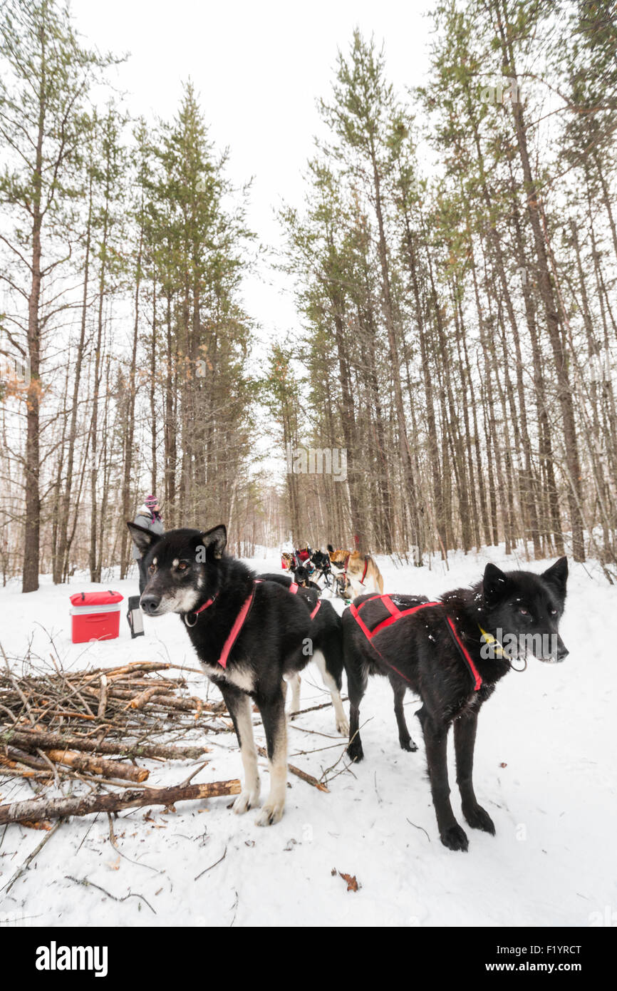 Huskies wait to continue dog sledding through a snowy wilderness, Ely, Minnesota, USA Stock Photo