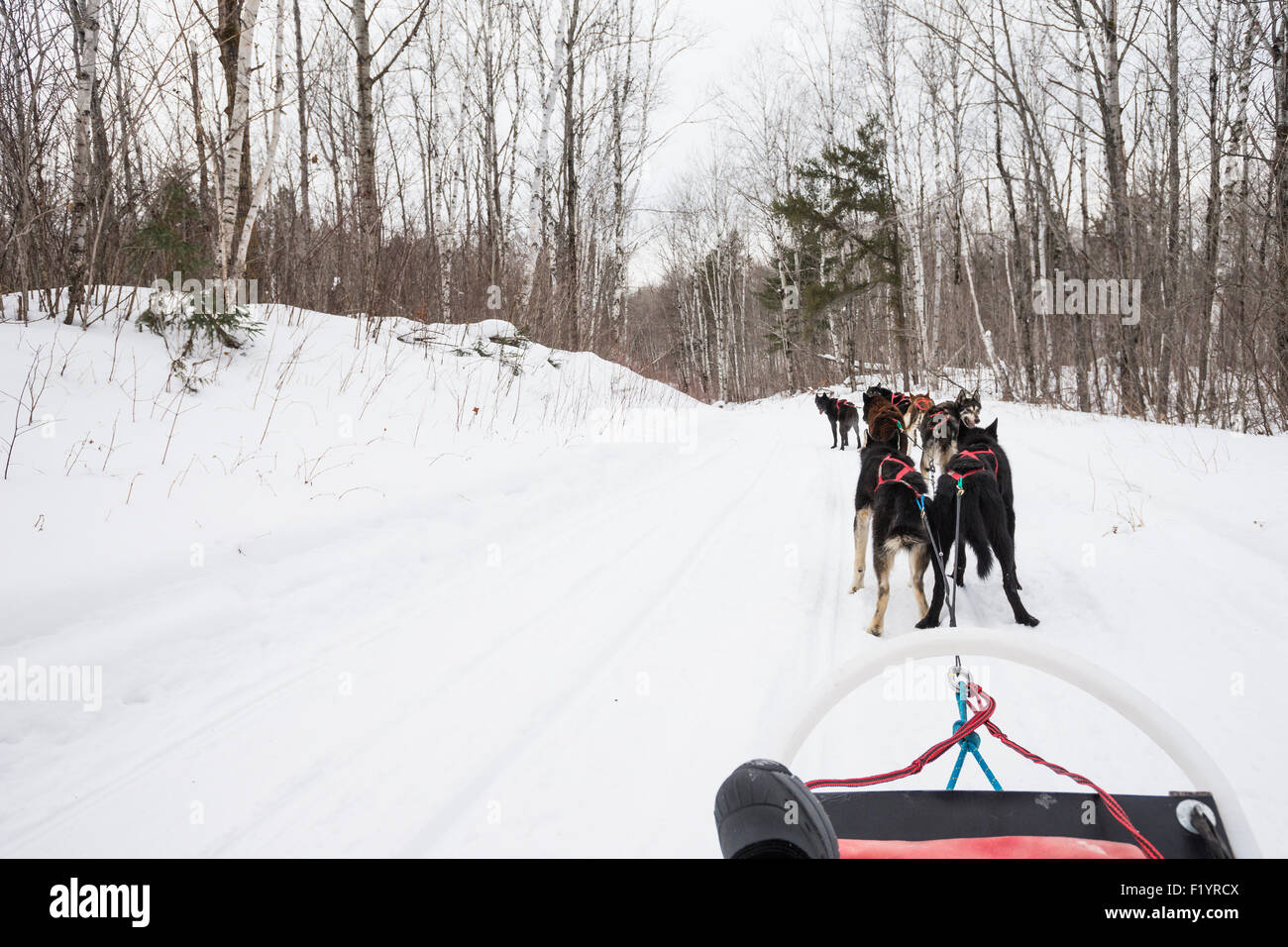 Team of huskies pull a sled dog sledding through a snowy wilderness on