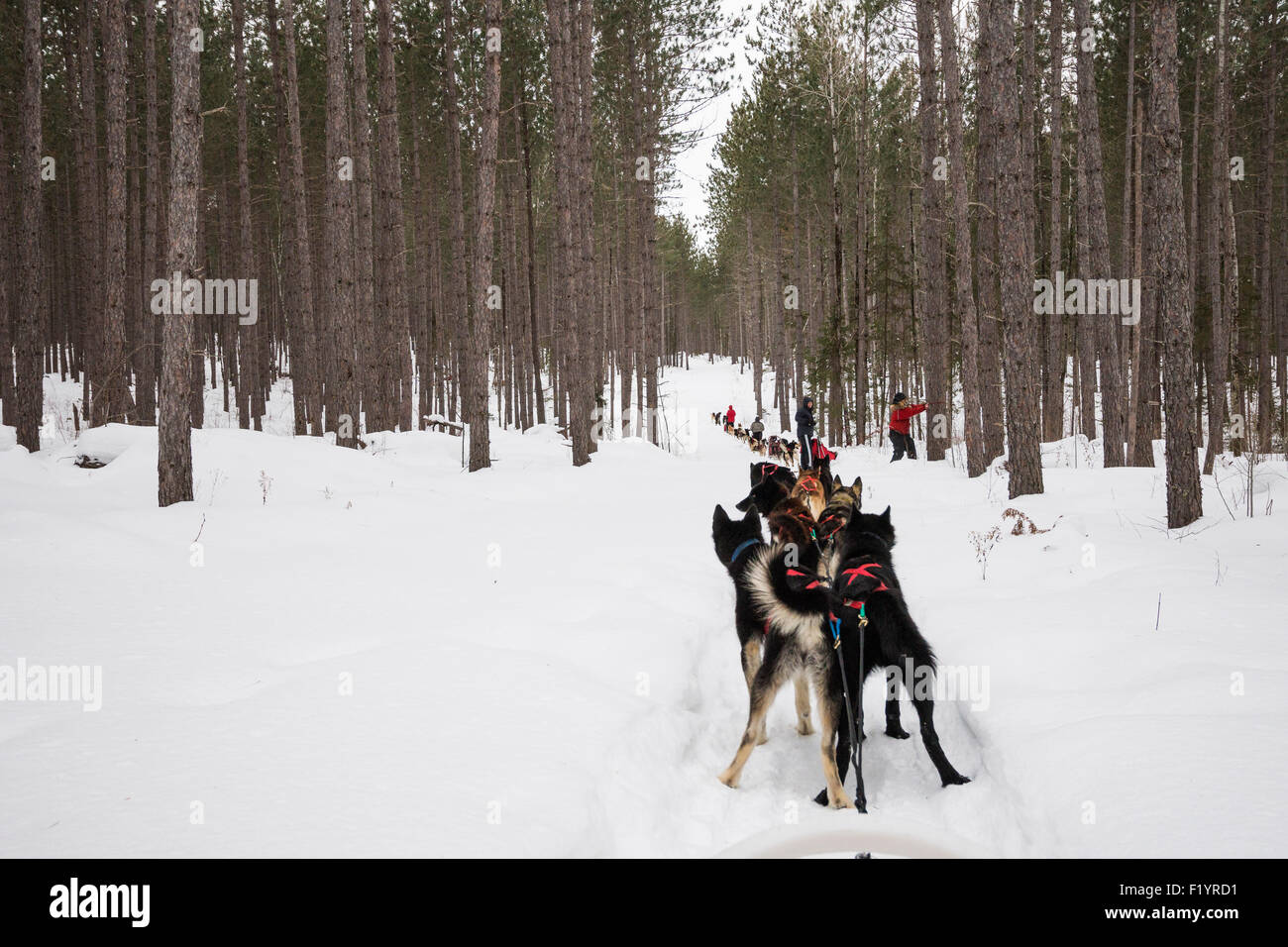 Team of huskies pull a sled dog sledding through a snowy wilderness on