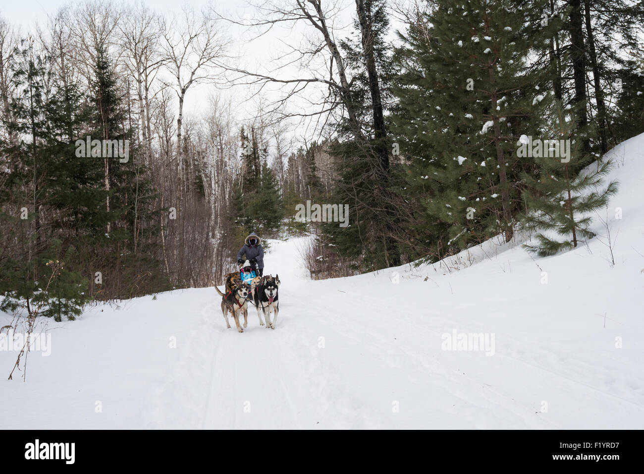 Team of huskies pull a sled dog sledding through a snowy wilderness on