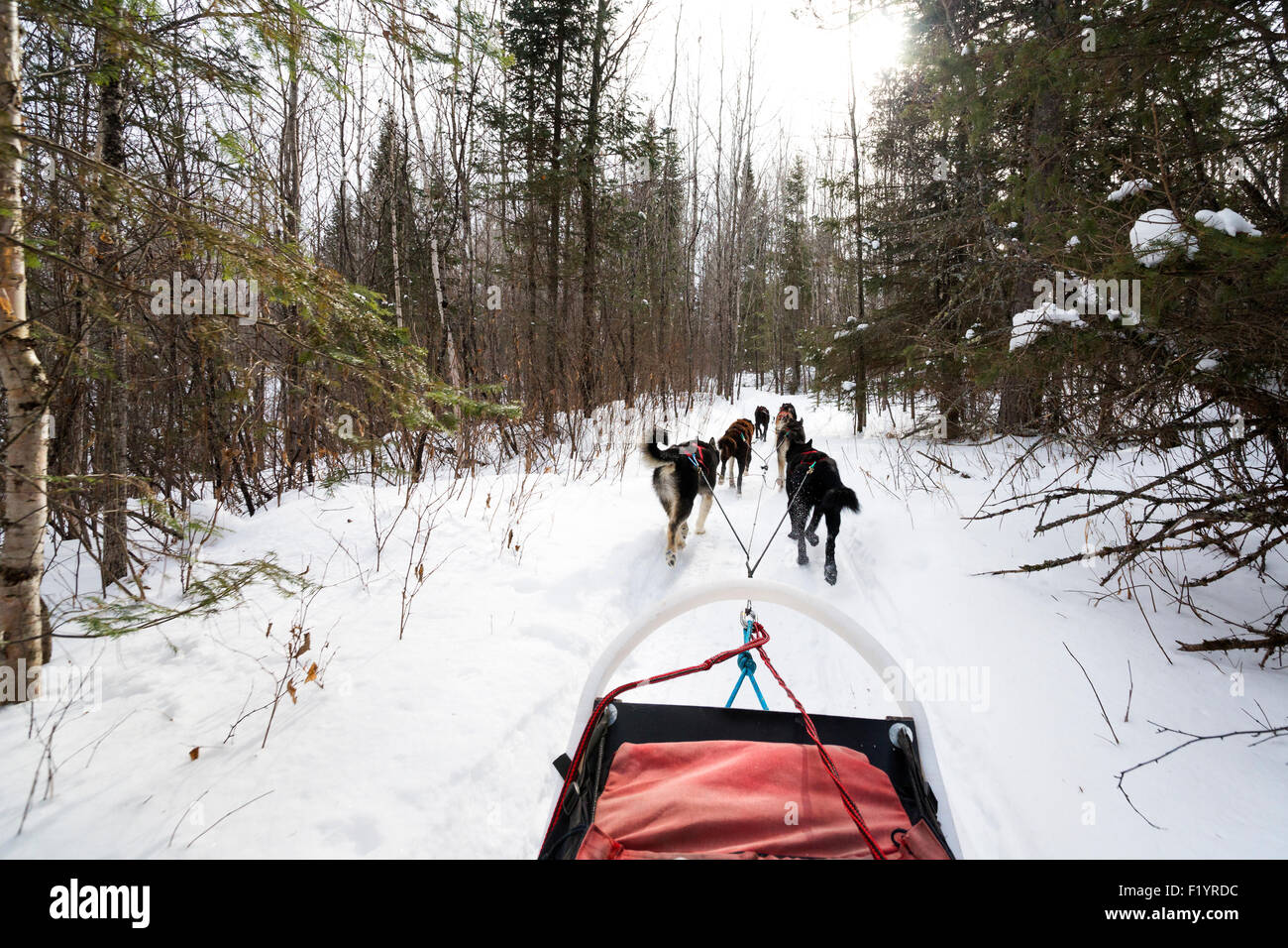 Team of huskies pull a sled dog sledding through a snowy wilderness on