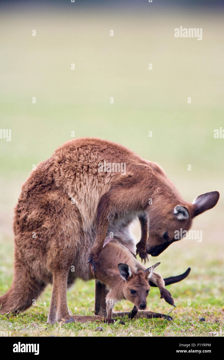 Western Grey Kangaroo (Macropus fuliginosus) Female joey pouch Kangaroo Island Flinders Chase National Park Australia Stock Photo