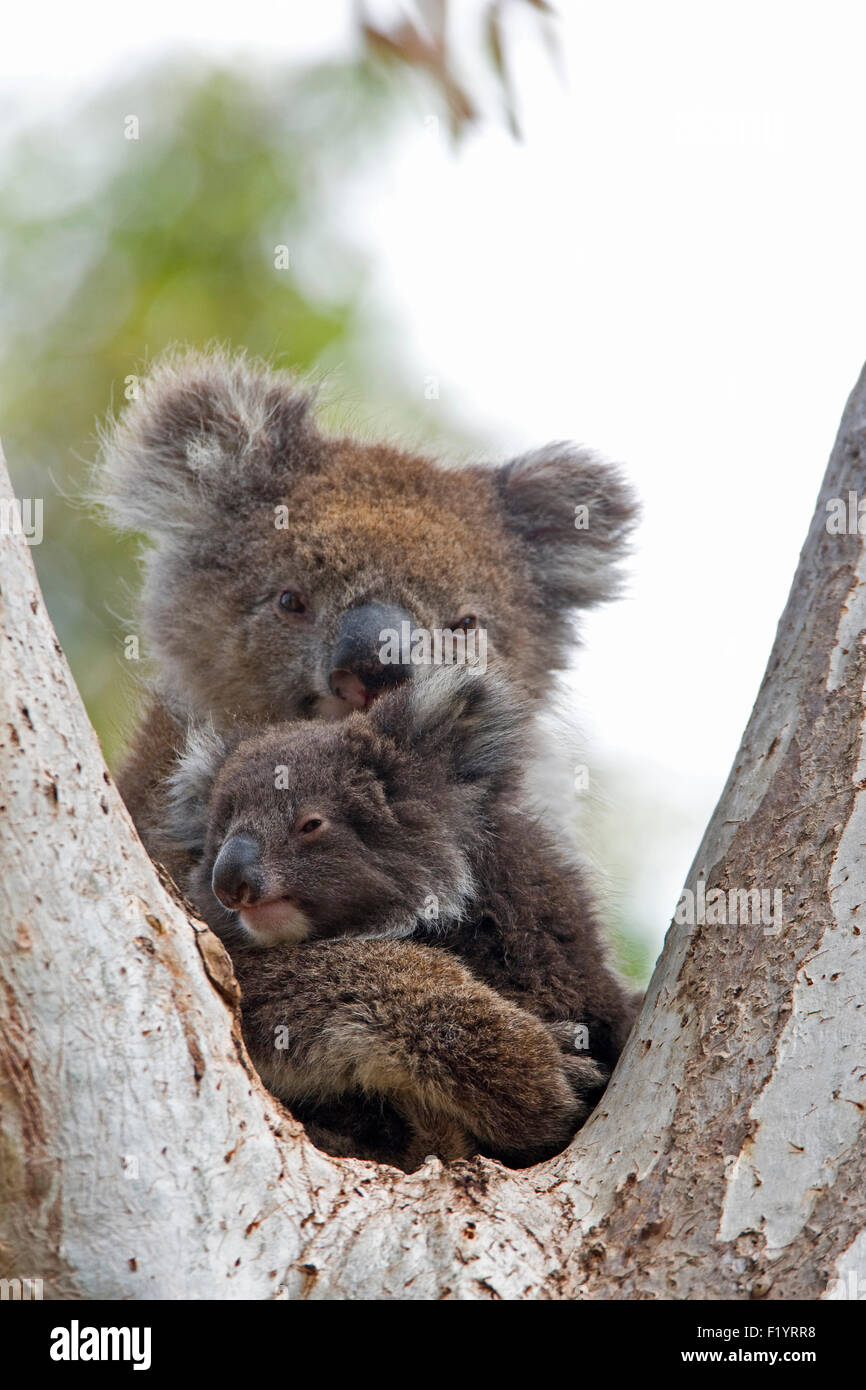 Koala (Phascolarctos cinereus) Mother and joey tree fork South Australia Kangaroo Island Stock Photo