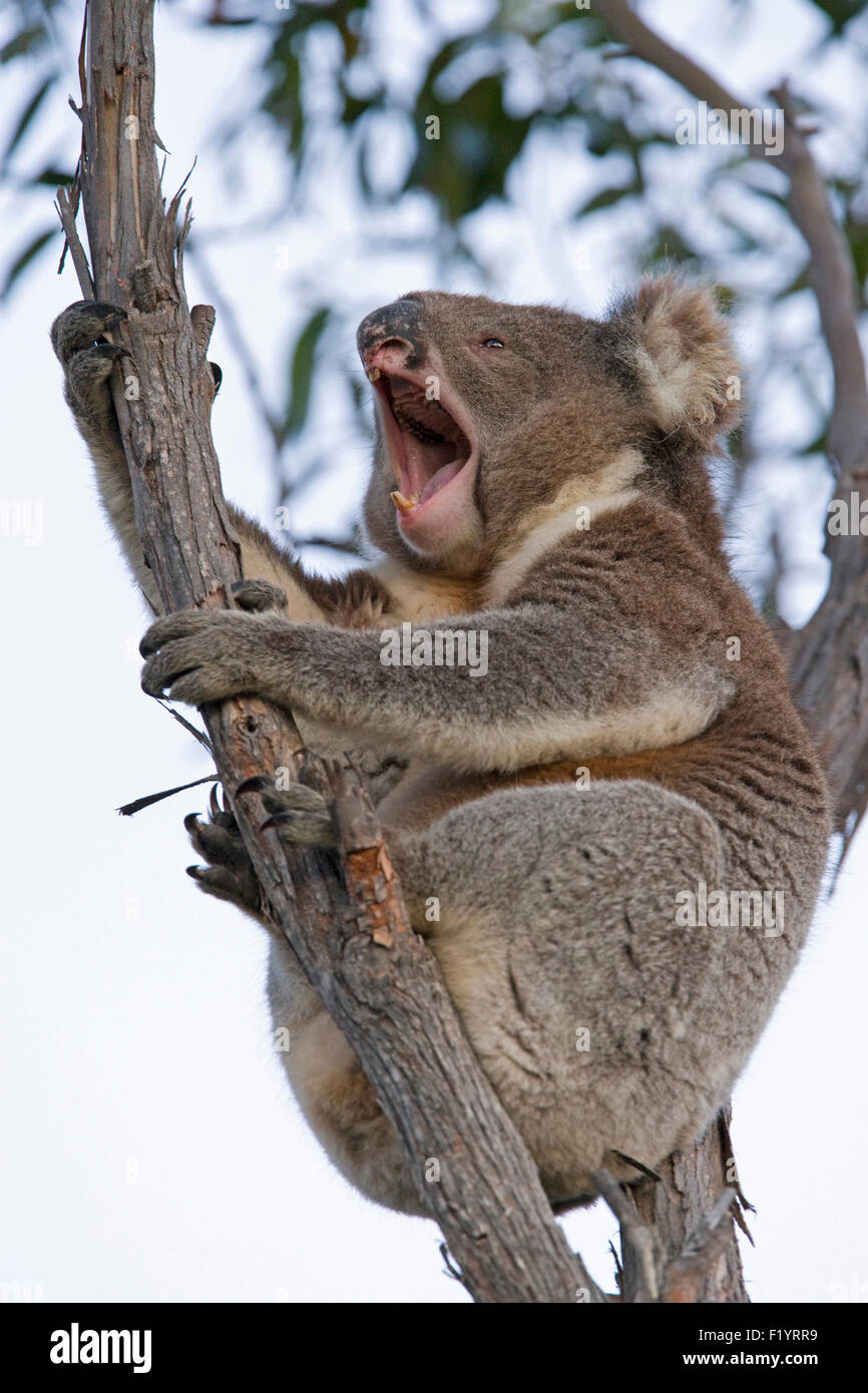 Koala (Phascolarctos cinereus) Adult bellowing while sitting branch Australia Stock Photo