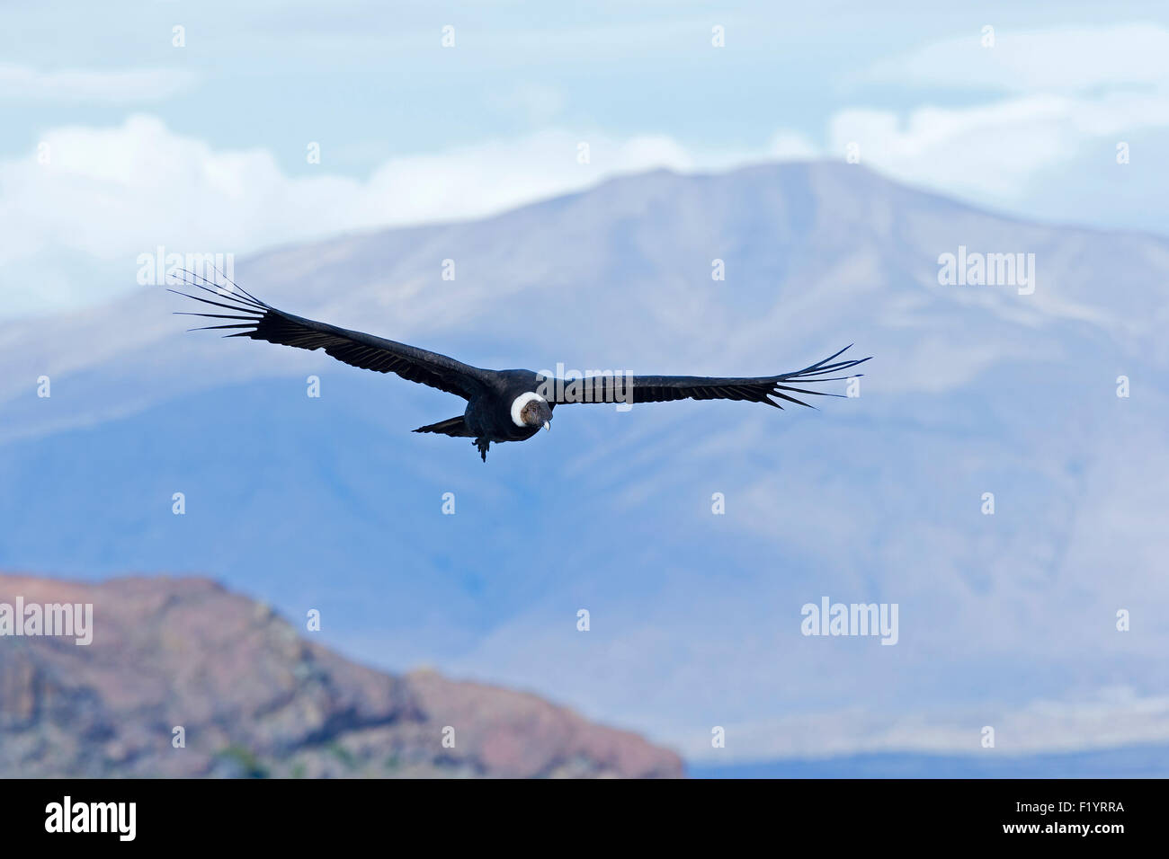 Andean Condor (Vultur gryphus) male flight Lago Argentino Argentina Stock Photo
