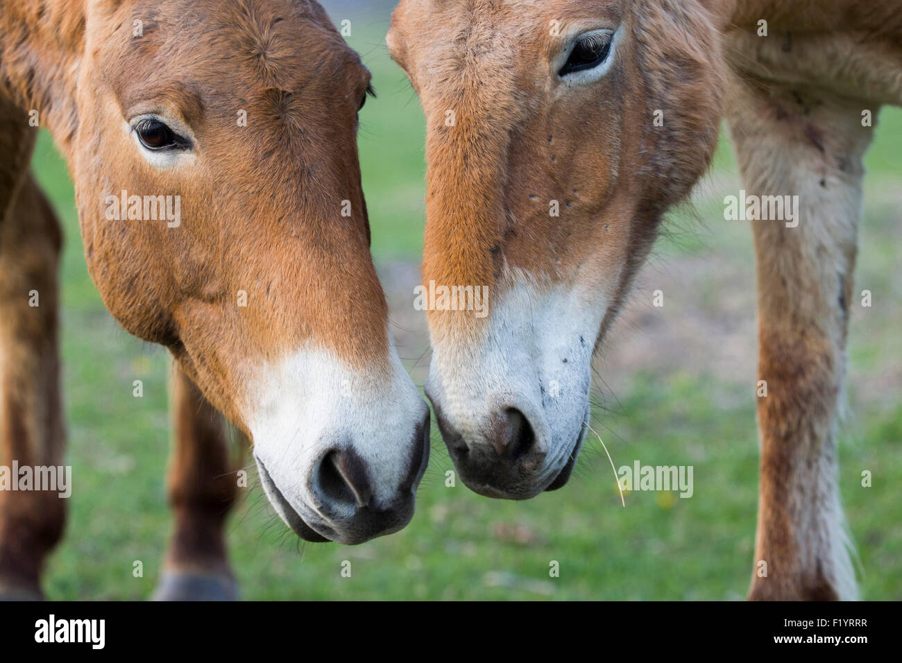 Przewalskis Horse Mongolian Wild Horse (Equus ferus przewalskii) Two adults nostril to nostril Lake Neusiedl Austria Stock Photo