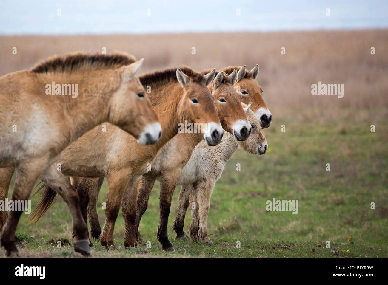 Przewalskis Horse, Mongolian Wild Horse (Equus ferus przewalskii) Family standing Lake Neusiedl Austria Stock Photo