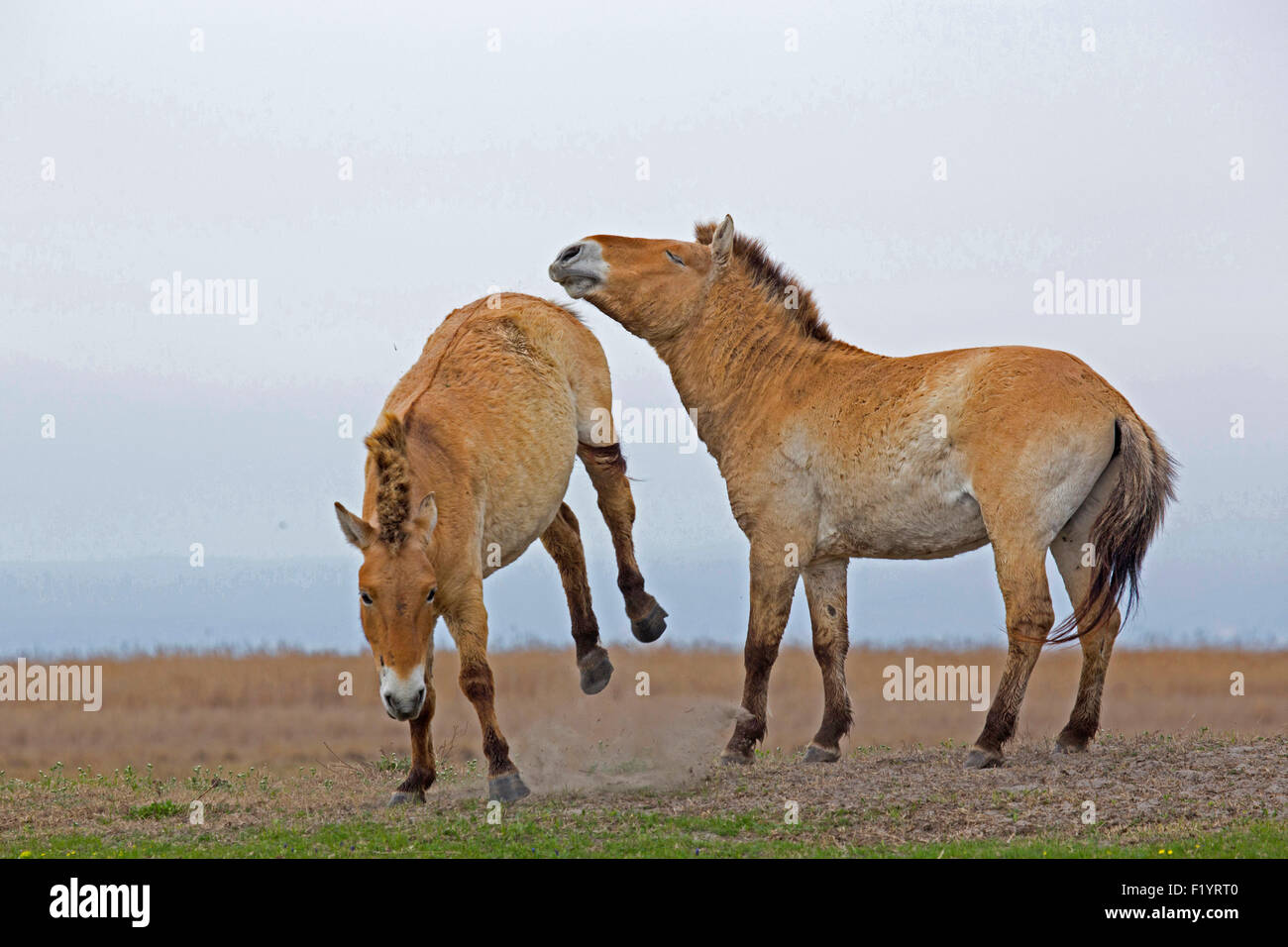 Przewalskis Horse Mongolian Wild Horse (Equus ferus przewalskii) Stallions fighting Lake Neusiedl Austria Stock Photo