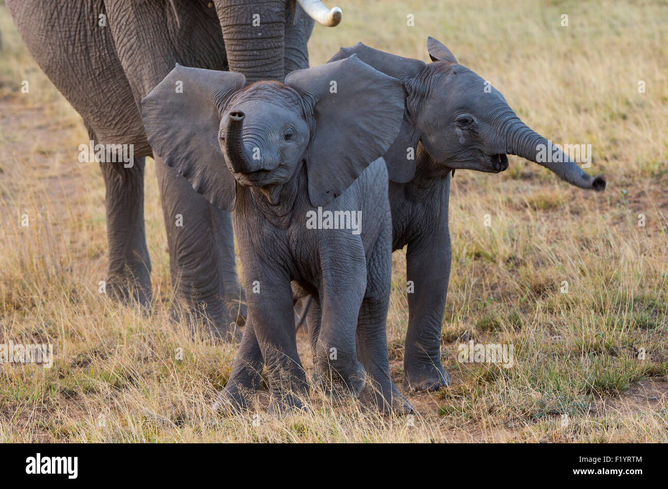 Elephant With Two Calves High Resolution Stock Photography and Images