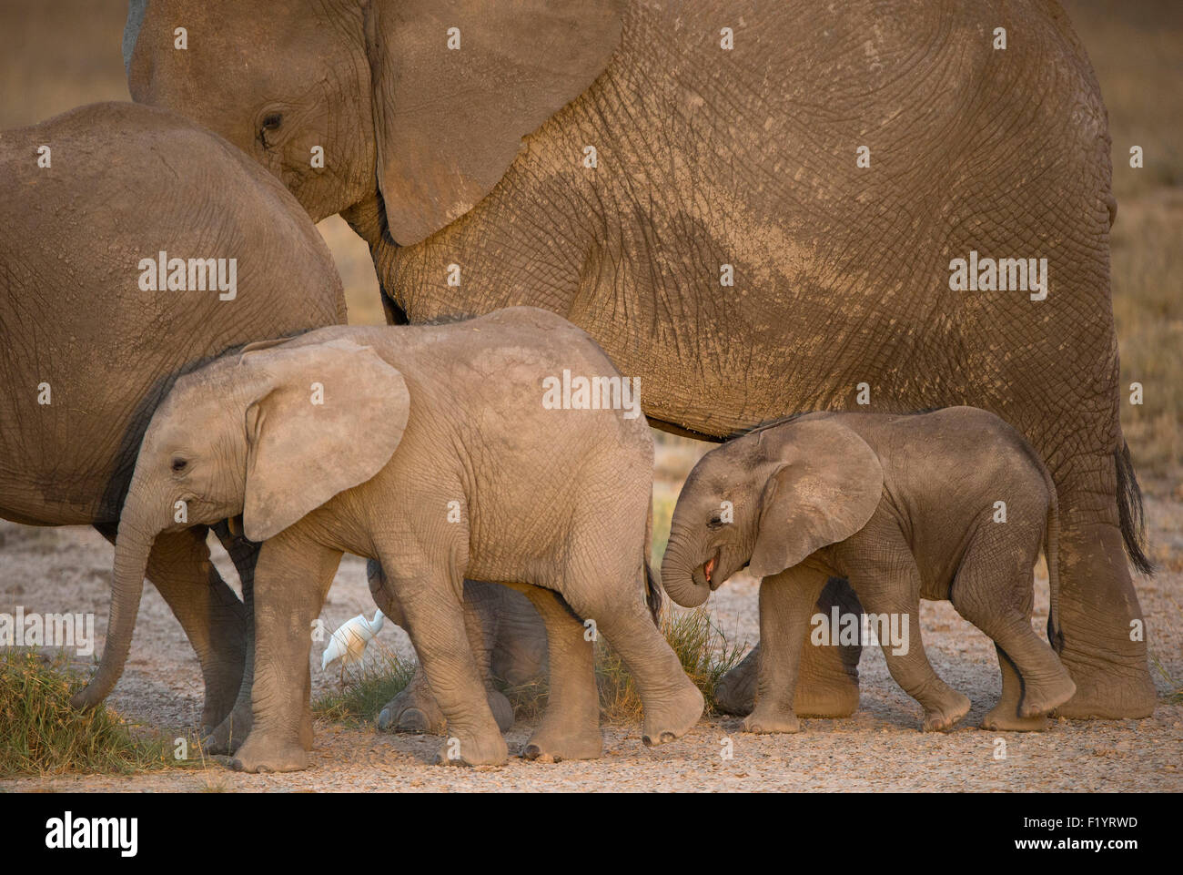 Elephant with two calves hires stock photography and images Alamy