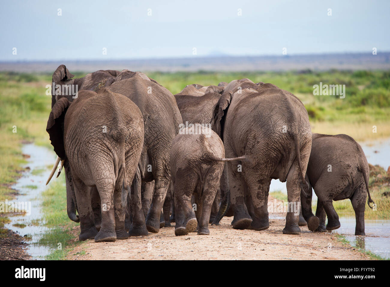 African Elephant (Loxodonta africana) Breeding herd walking dust road seen from rear Amboseli National Park Kenya Stock Photo