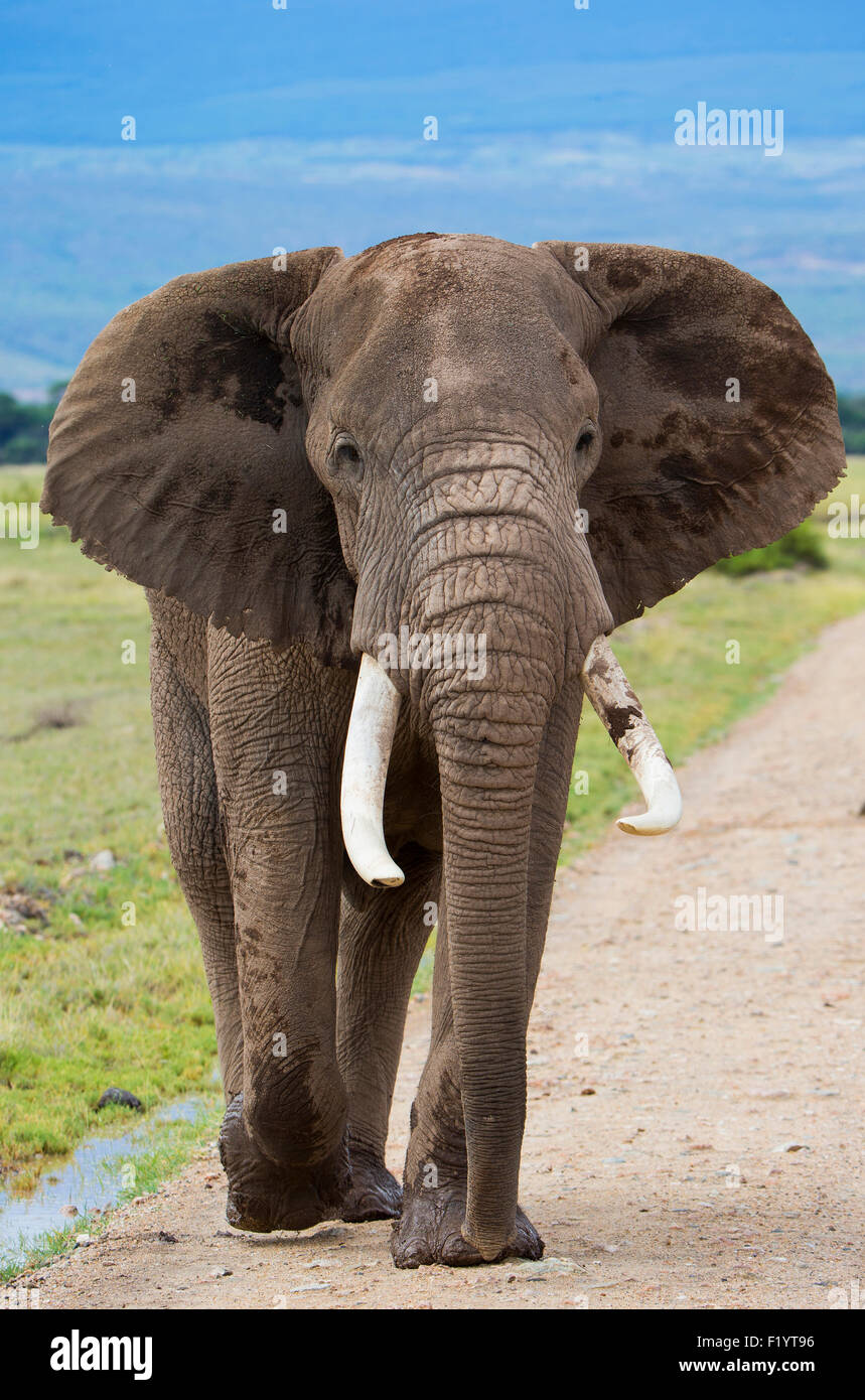 African Elephant (Loxodonta africana) Mature bull walking dust road Amboseli National Park Kenya Stock Photo