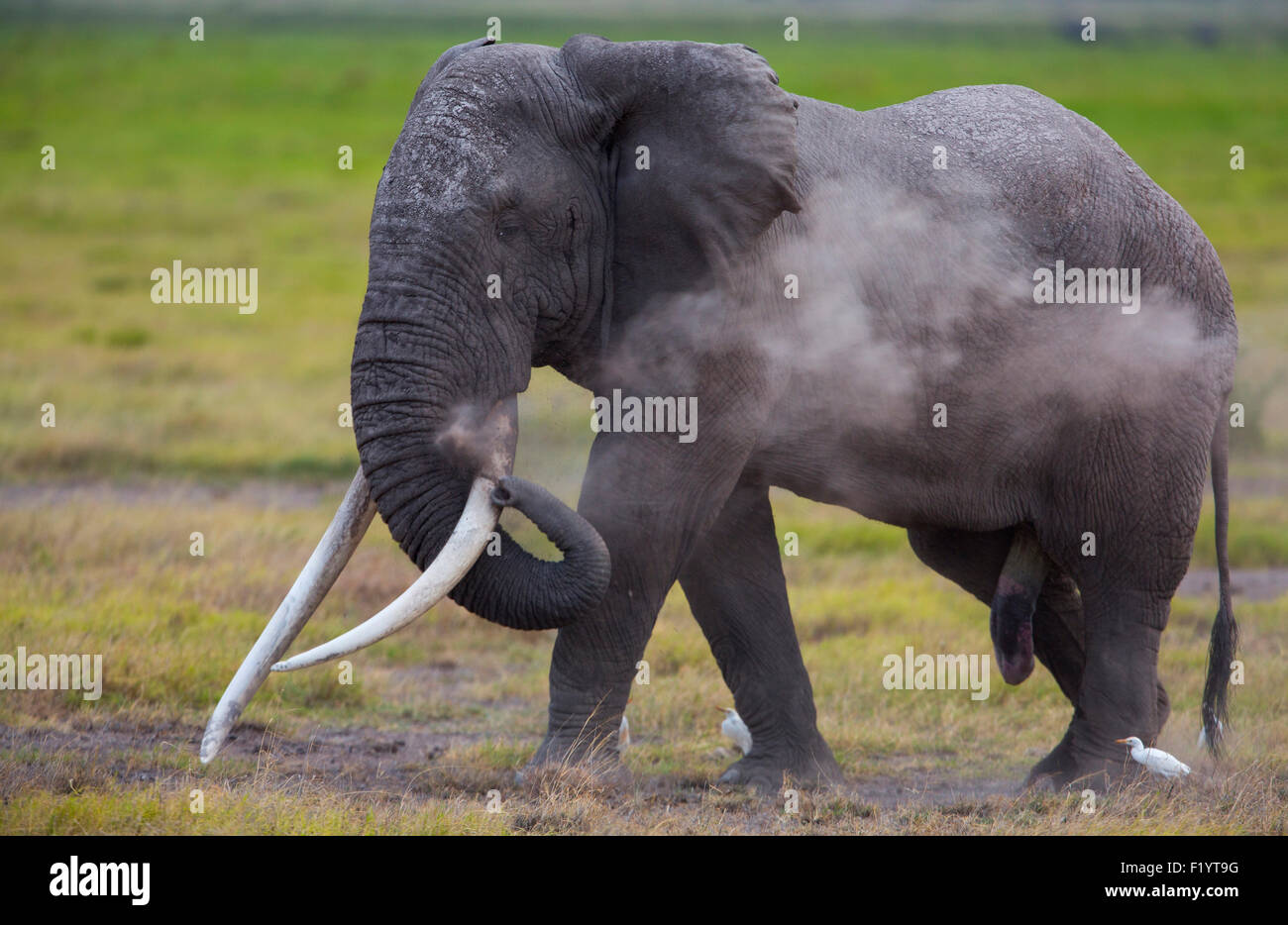 African Elephant (Loxodonta africana) Mature bull large tusks taking dust bath Amboseli National Park Kenya Stock Photo