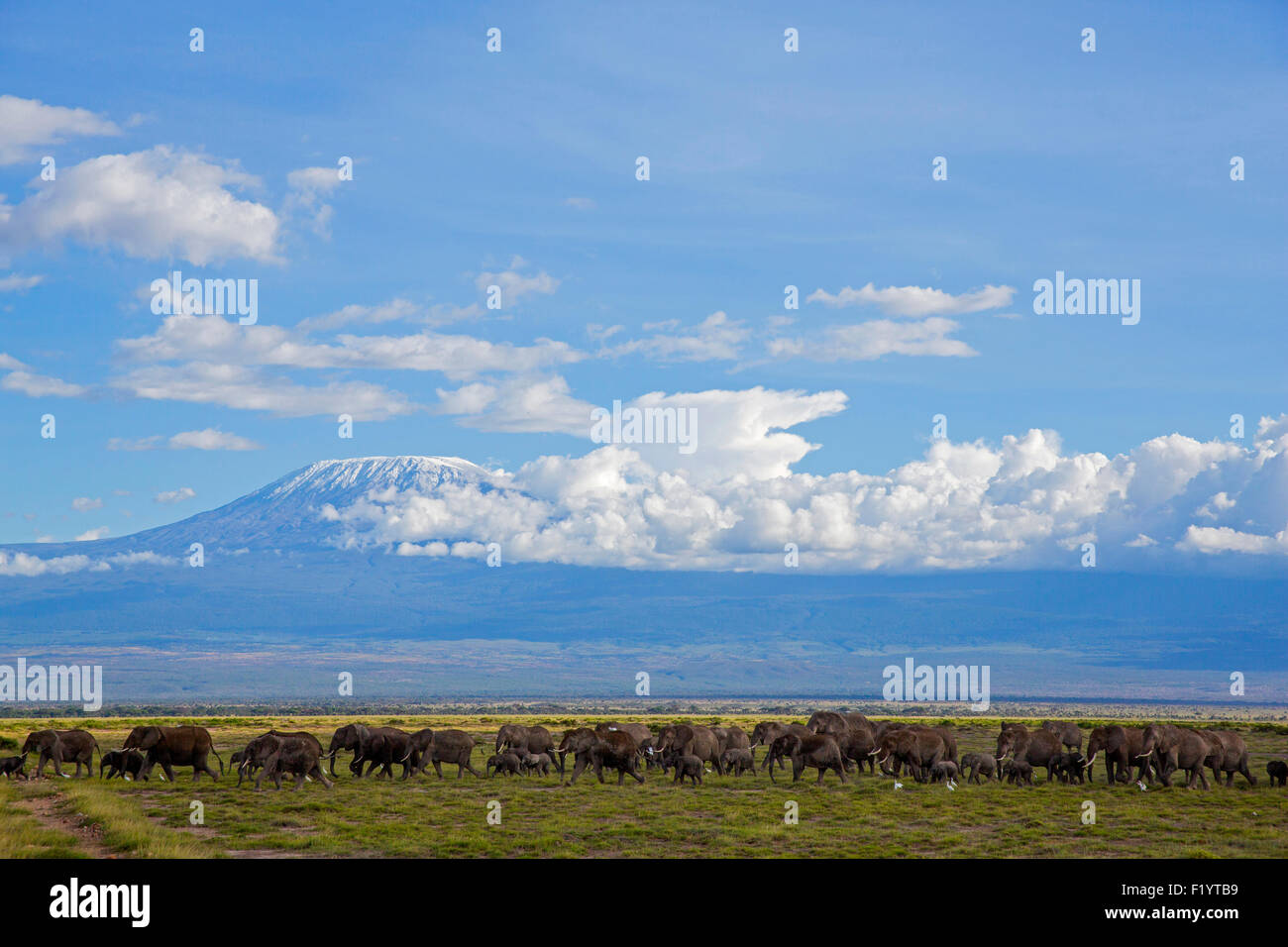 African Elephant (Loxodonta africana) Wandering herd at Amboseli National Park Kenya against Kilimandjaro Stock Photo