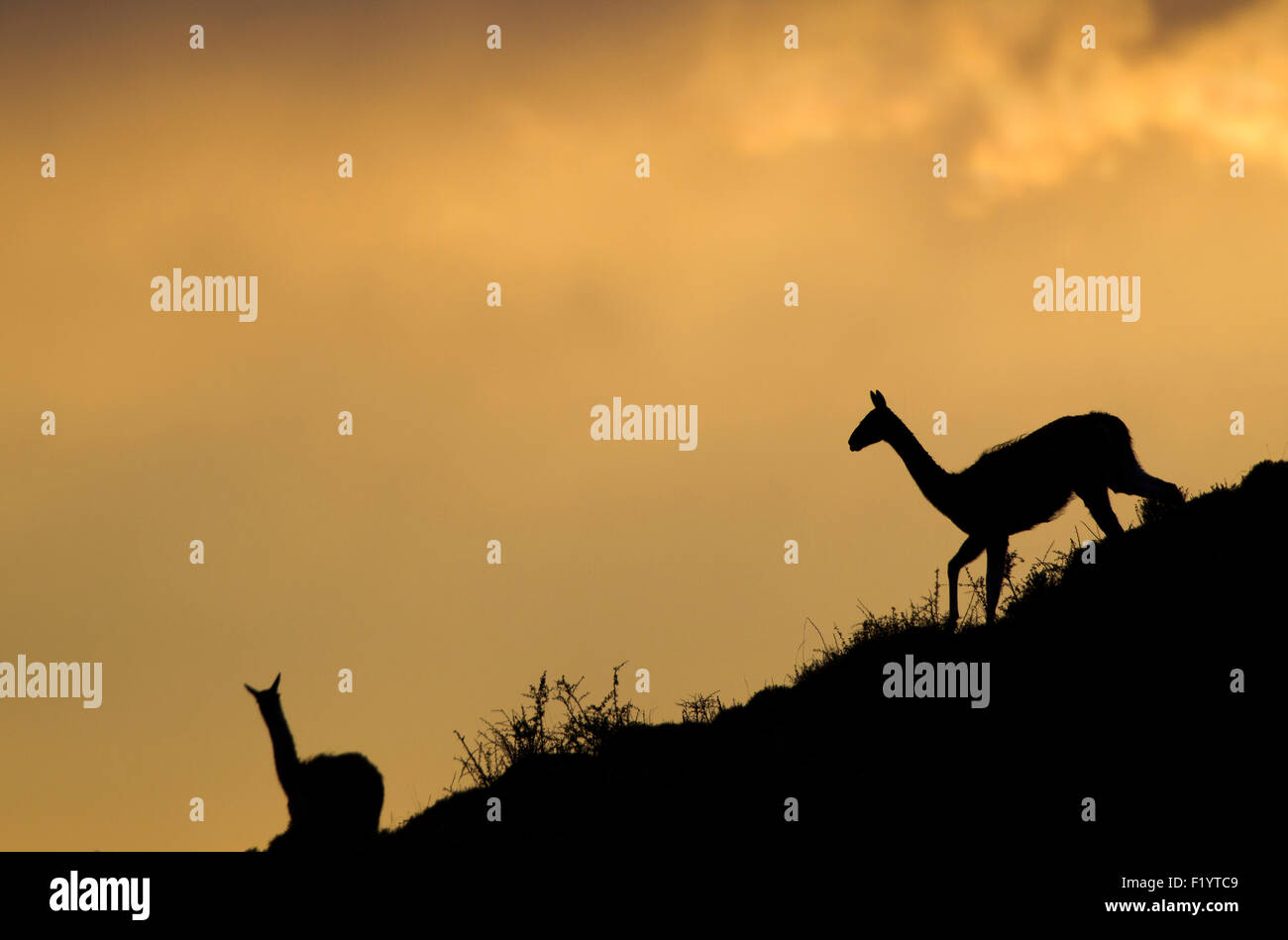Guanaco (Lama guanicoe) Two individuals slope silhouetted against evening sky Torres del Paine National Park Chile Stock Photo