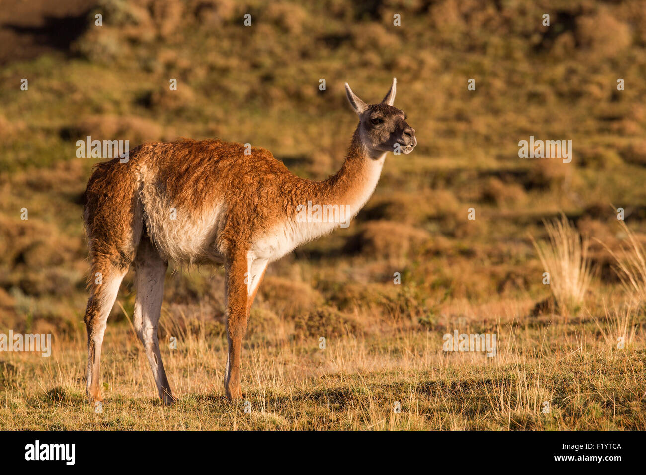 Guanaco (Lama guanicoe) Adult standing at Torres del Paine National Park Chile Stock Photo