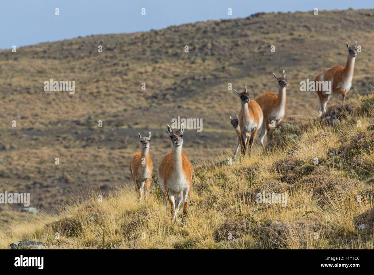 Guanaco (Lama guanicoe)  Group at Torres del Paine National Park Chile Stock Photo