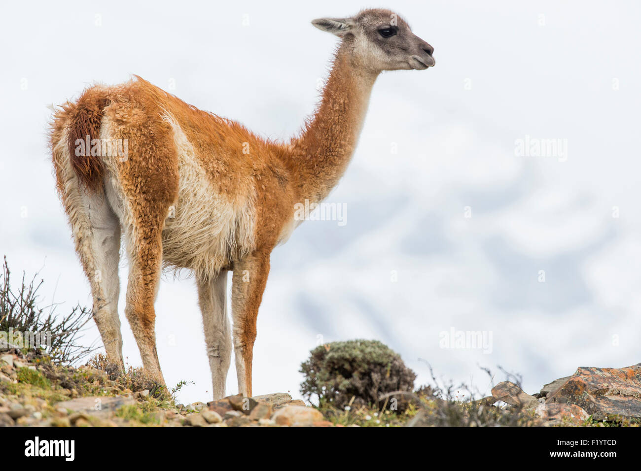 Guanaco (Lama guanicoe) Adult standing at Torres del Paine National Park Chile Stock Photo