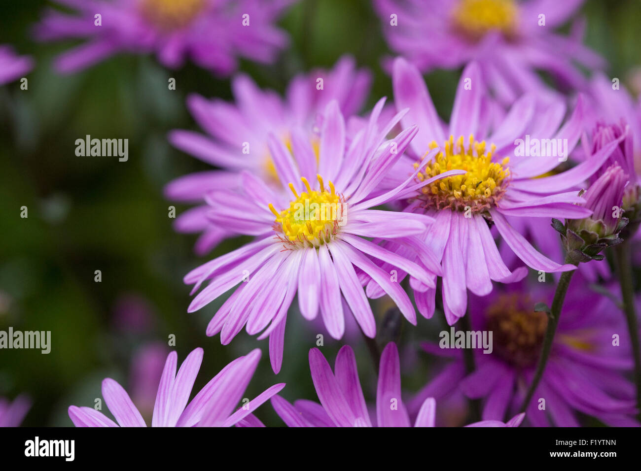 Aster amellus 'Brilliant' in an herbaceous border. Stock Photo