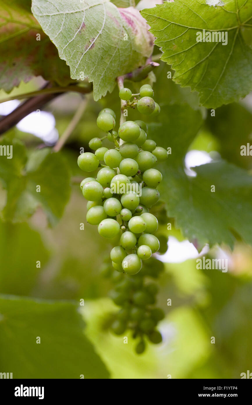 Vitis vinifera. Developing fruit of black Grape 'Brandt' in summer. Stock Photo