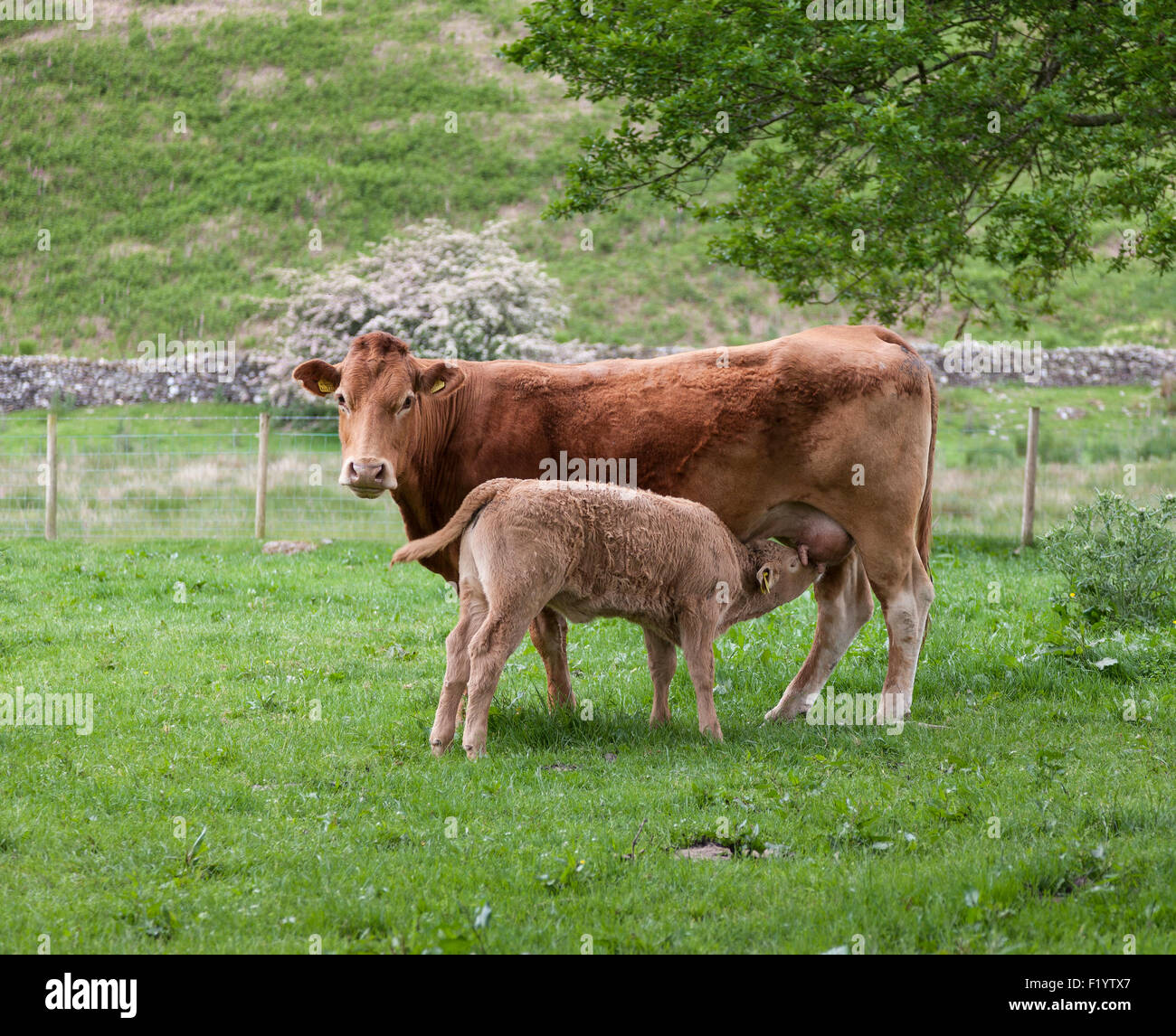 Calf suckling female cow hi-res stock photography and images - Alamy