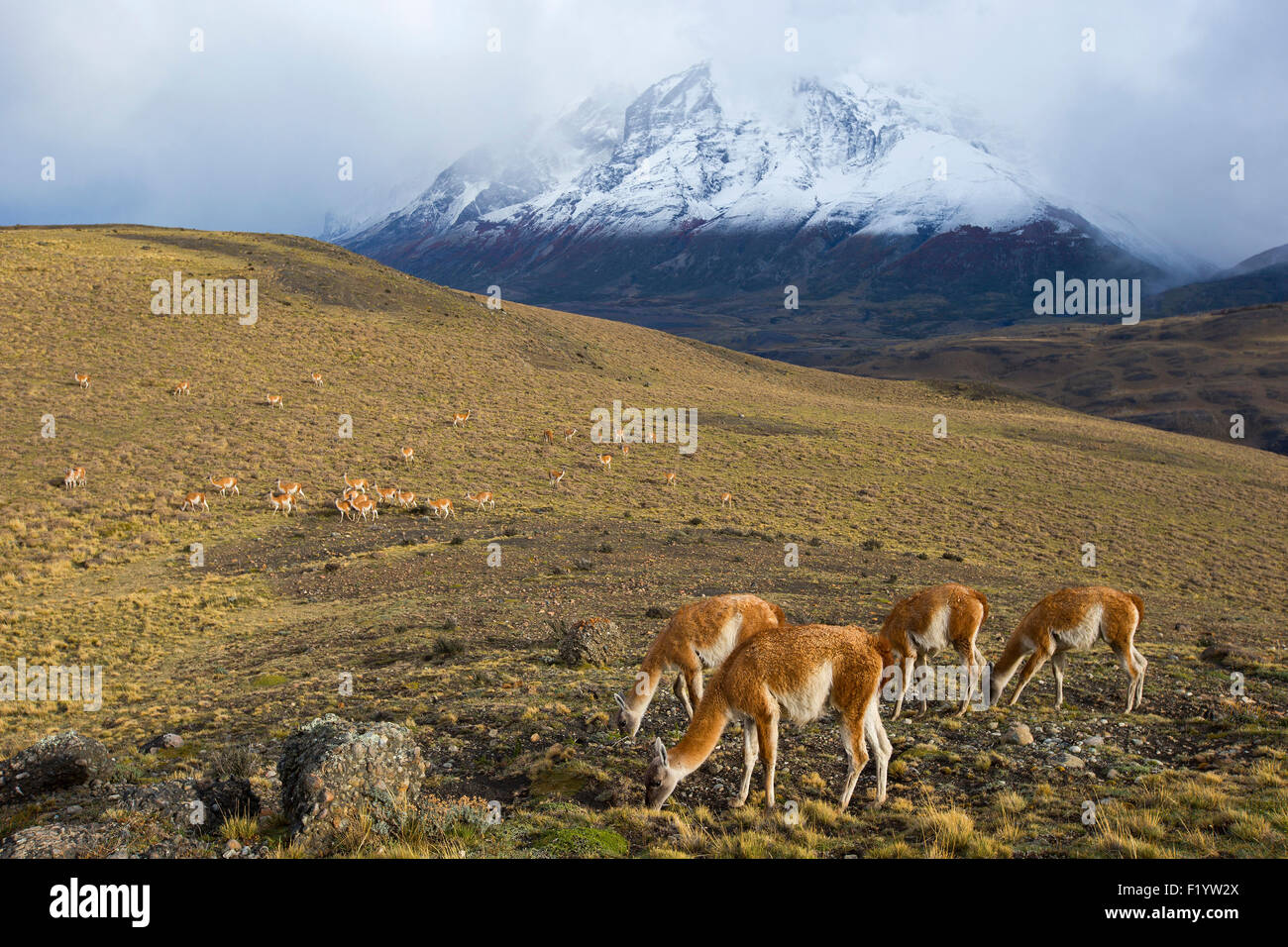 Guanaco (Lama guanicoe) Group grazing at Torres del Paine National Park Chile Stock Photo