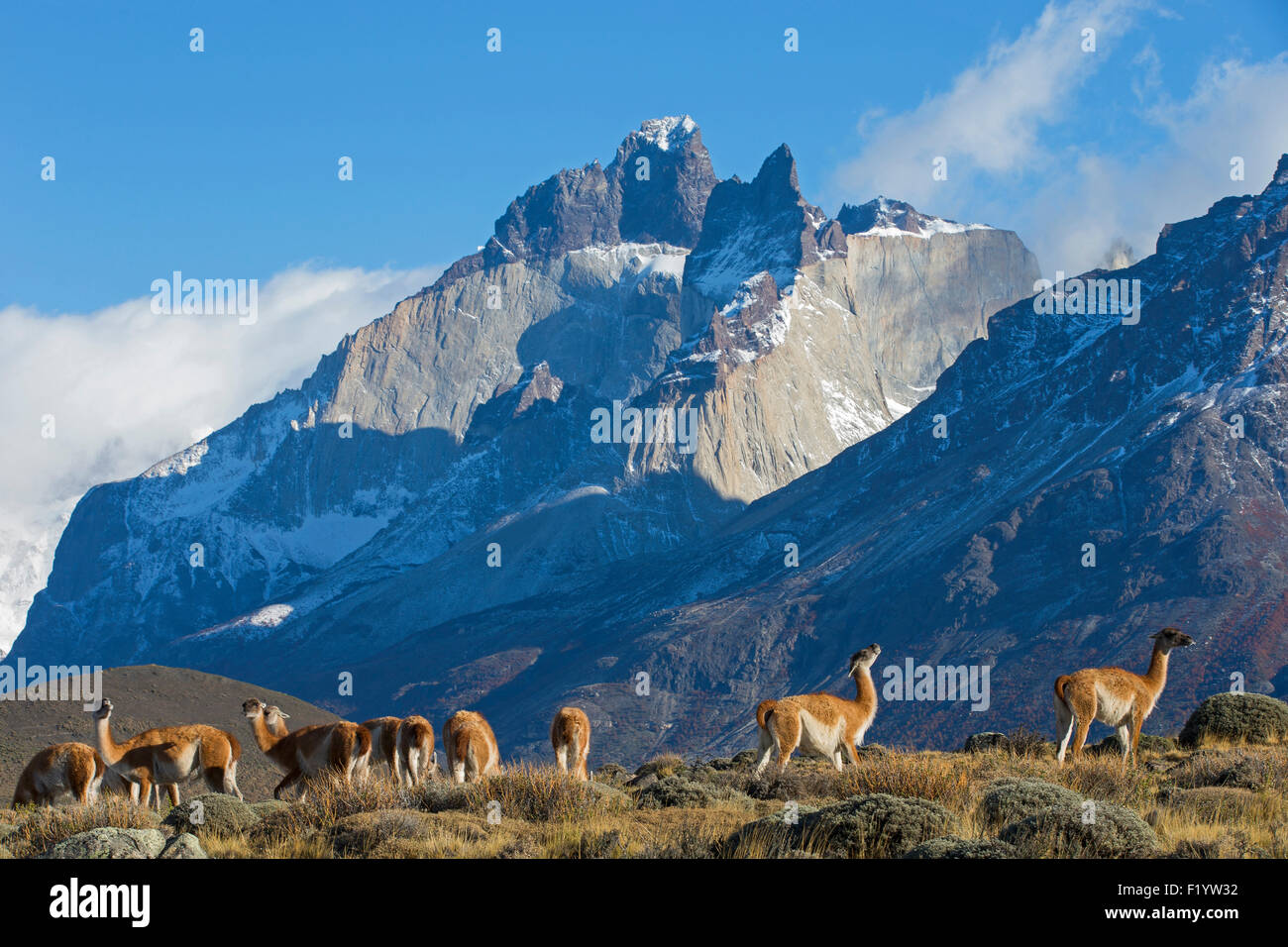 Guanaco (Lama guanicoe) Herd mountainous landscape Torres del Paine National Park Chile Stock Photo