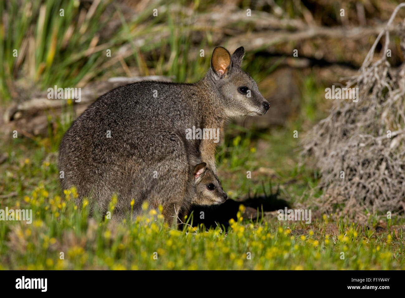Tammar Wallaby (Macropus eugenii) Female joey pouch South Australia Kangaroo Island Stock Photo