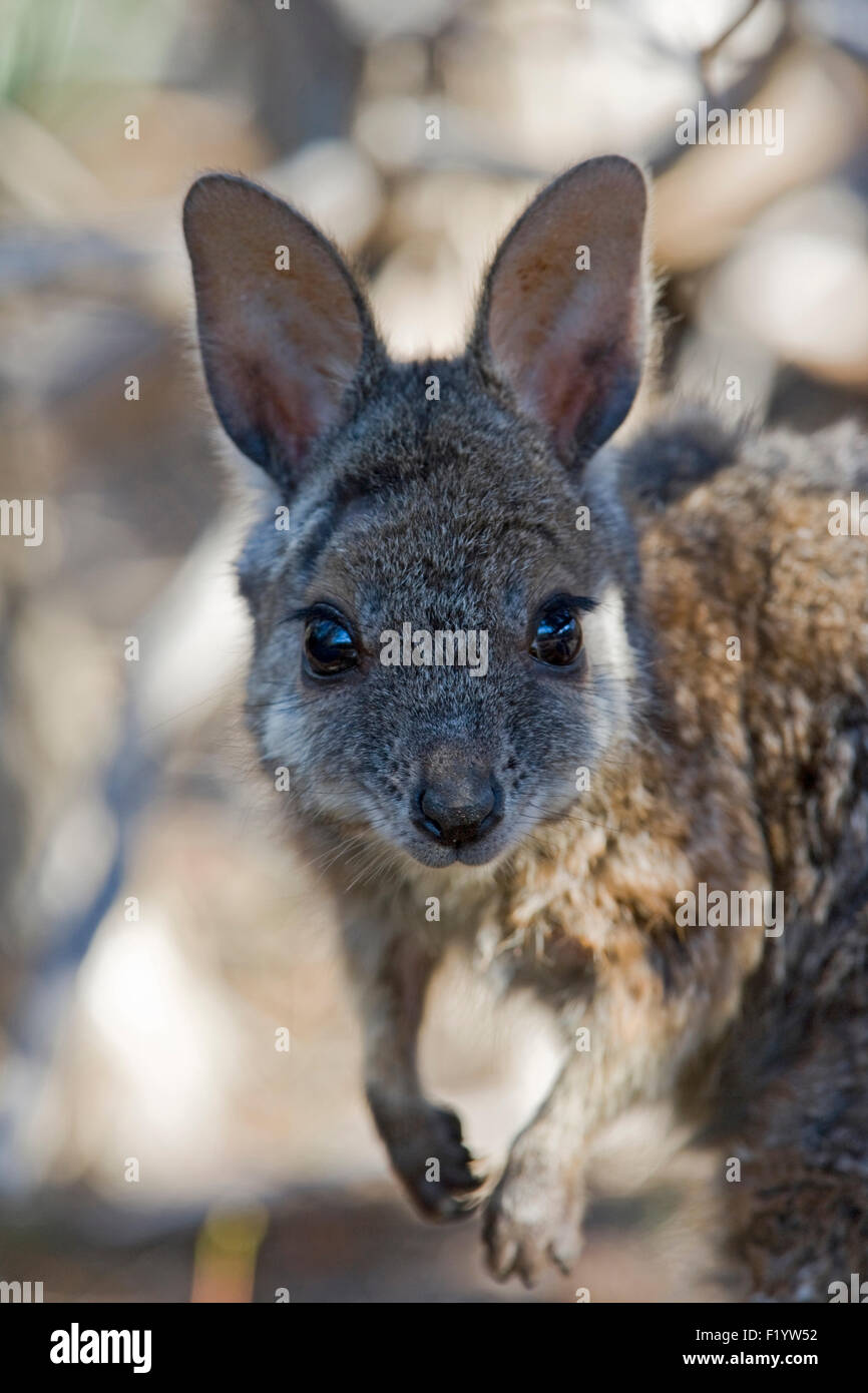 Tammar Wallaby (Macropus eugenii) Portrait of adult South Australia Kangaroo Island Stock Photo