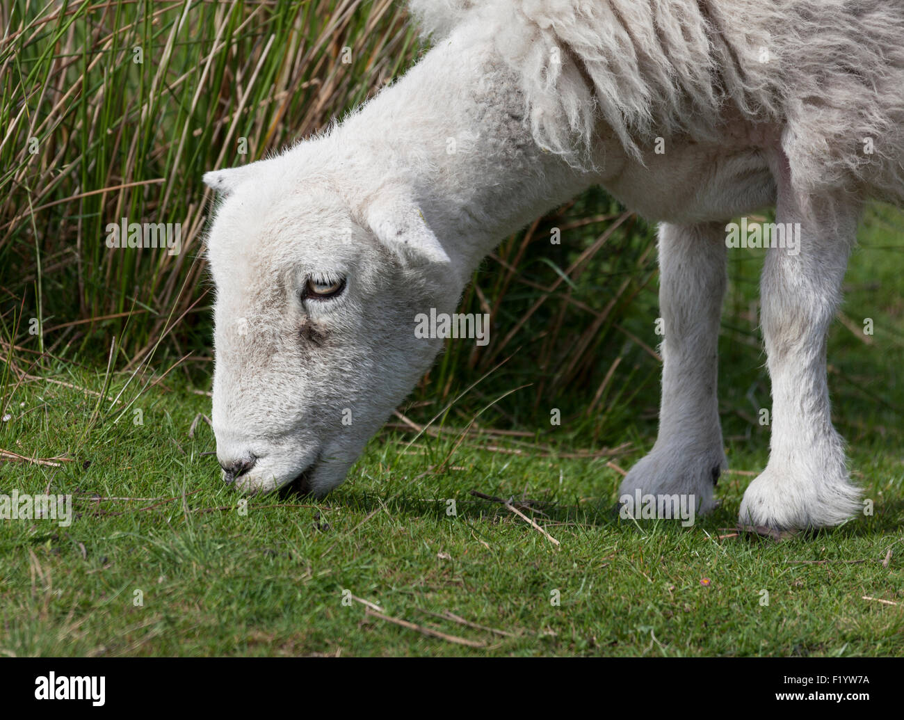 Closeup of head of Herdwick sheep grazing Stock Photo